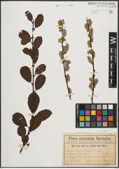 Foto von Salix aurita L.